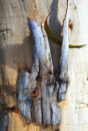 Texture Of Eucalyptus Bark